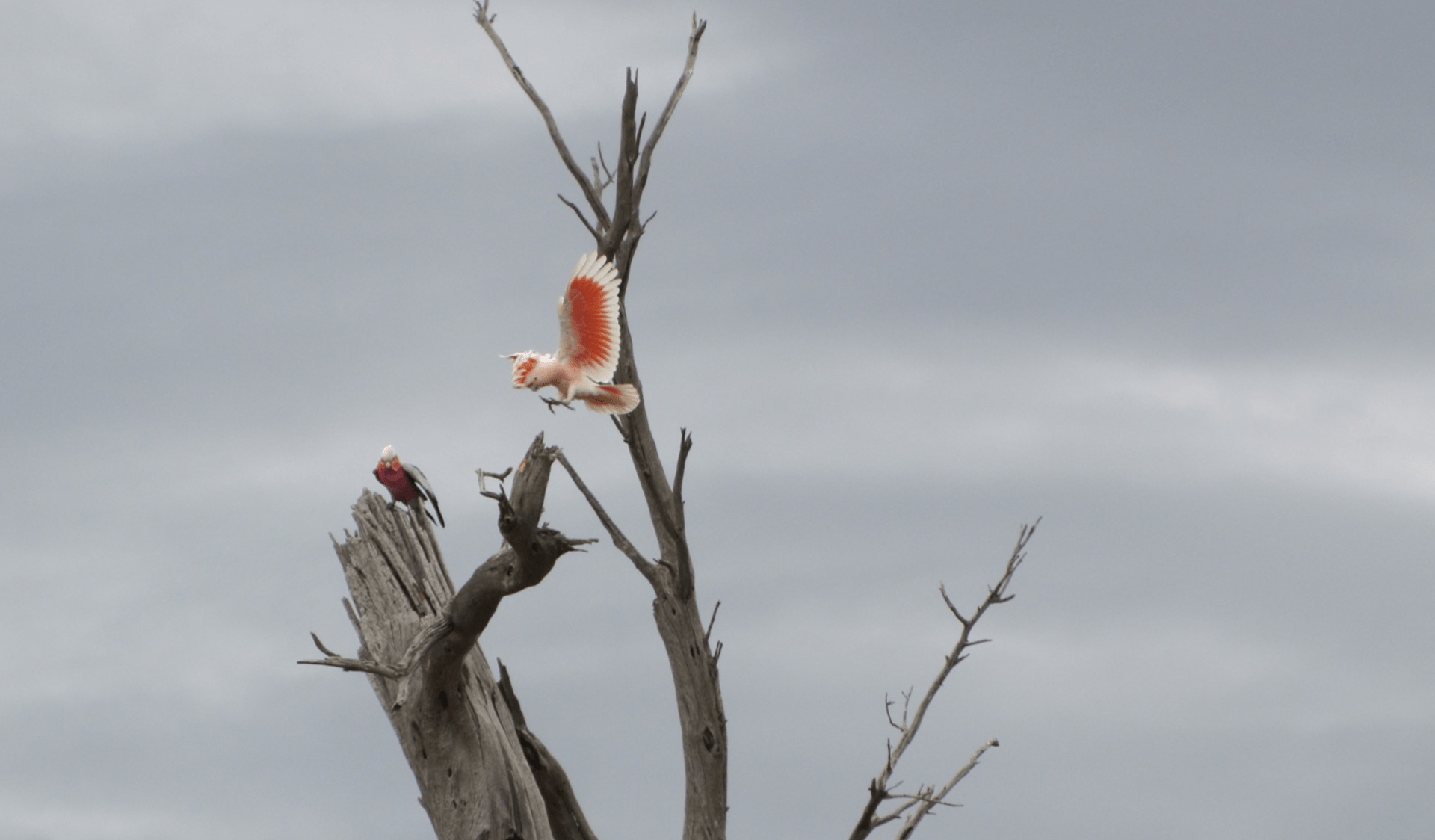 A pink cockatoo flies over a damaged callitris pine tree at Wyperfeld National Park, against a grey sky.