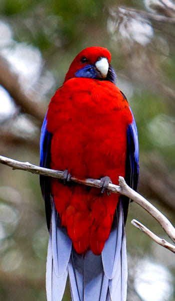 Crimson rosella