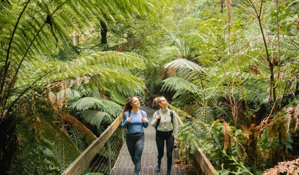 Two friends walking along the Rainforest Gallery trail in the Yarra Ranges
