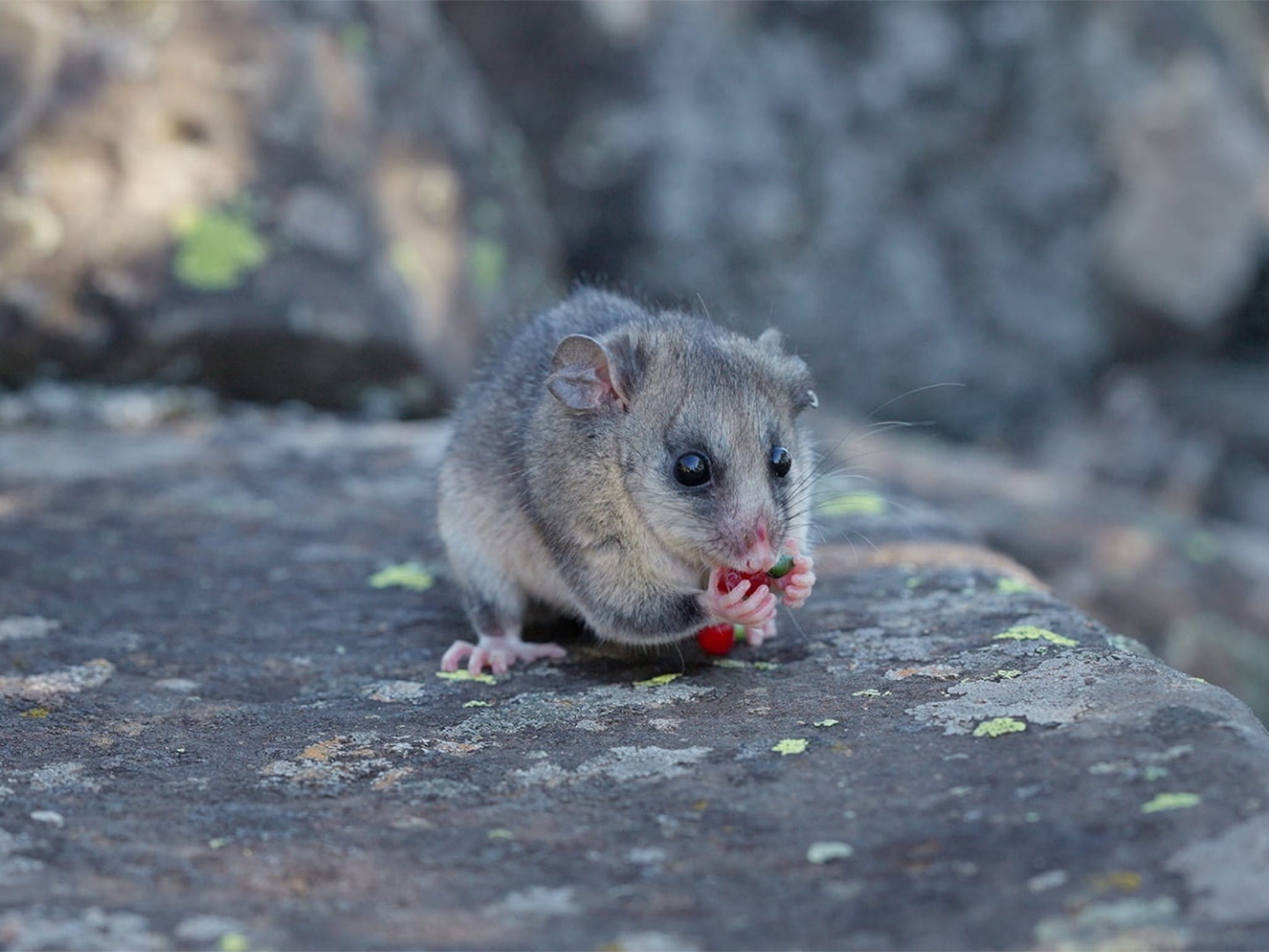 A small possum holds a red berry in its hand, standing on top of a flat rock.