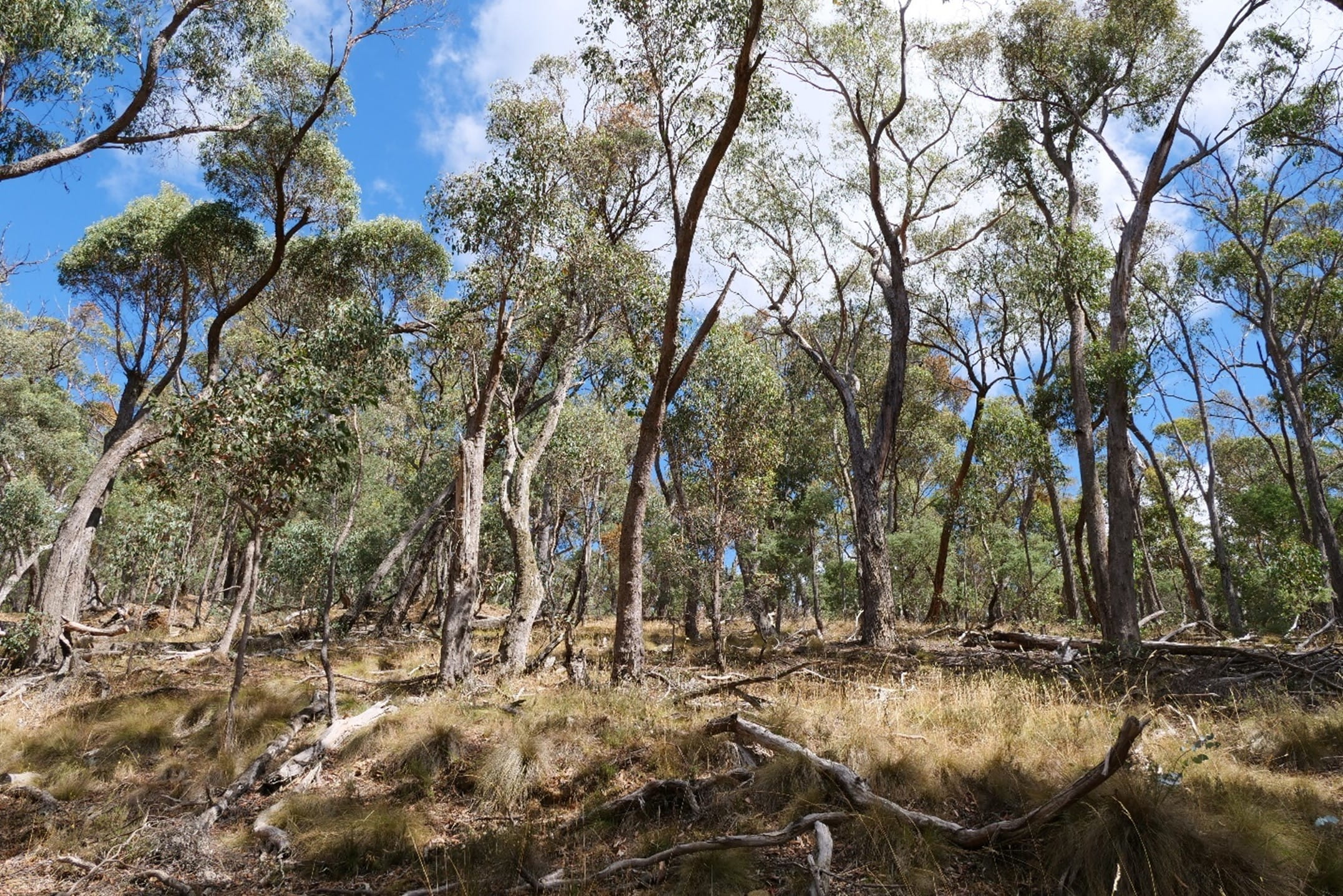 A typical scenery of wiry looking euclaypts and sparsely vegetated native grasses with spikey tops can be seen in this landscape.