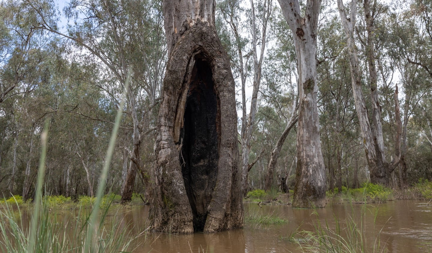 Scar Tree in Warby-Ovens National Park