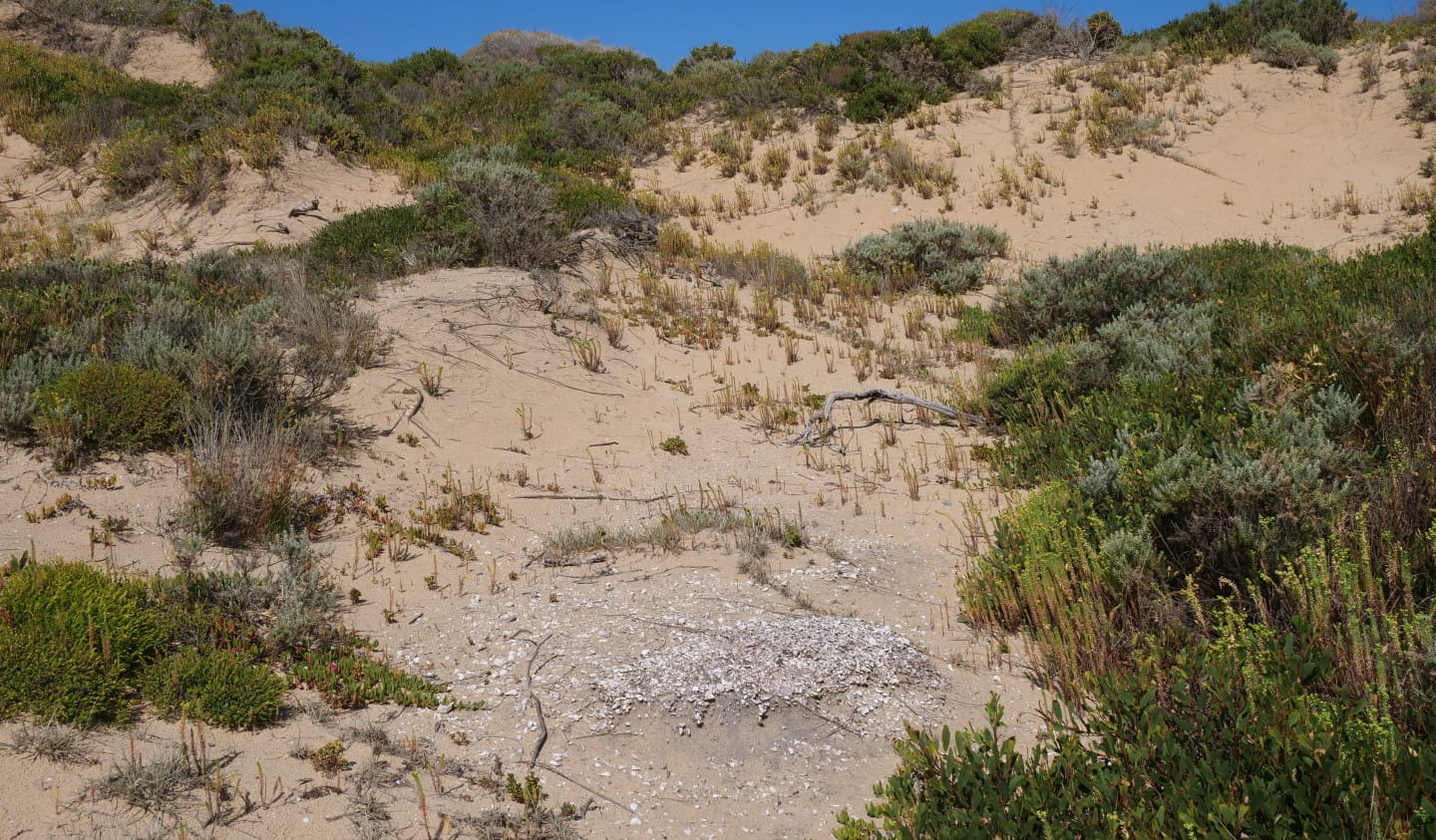 A midden site hidden among coastal dunes