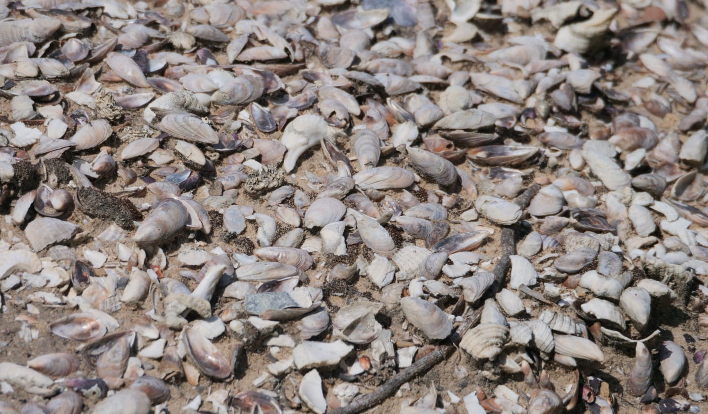 Close-up of a midden site showing the layers of compacted shells