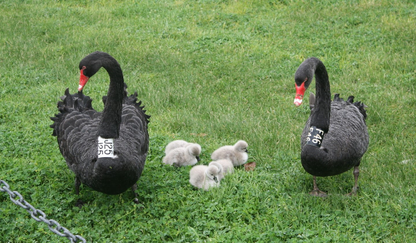 Black Swans at Albert Park