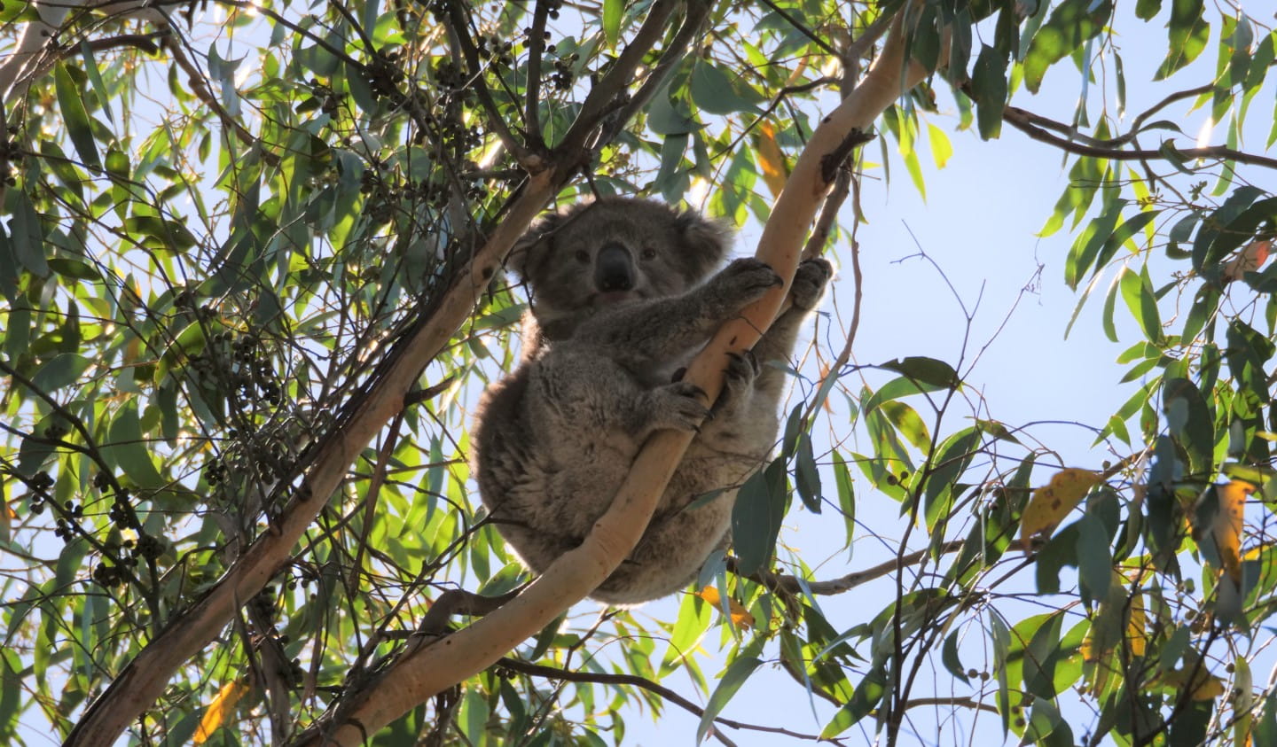 Koala sighted near Woowookarung Regional Park