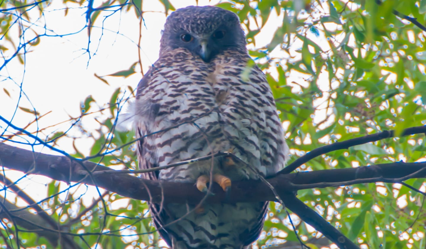 Powerful Owl