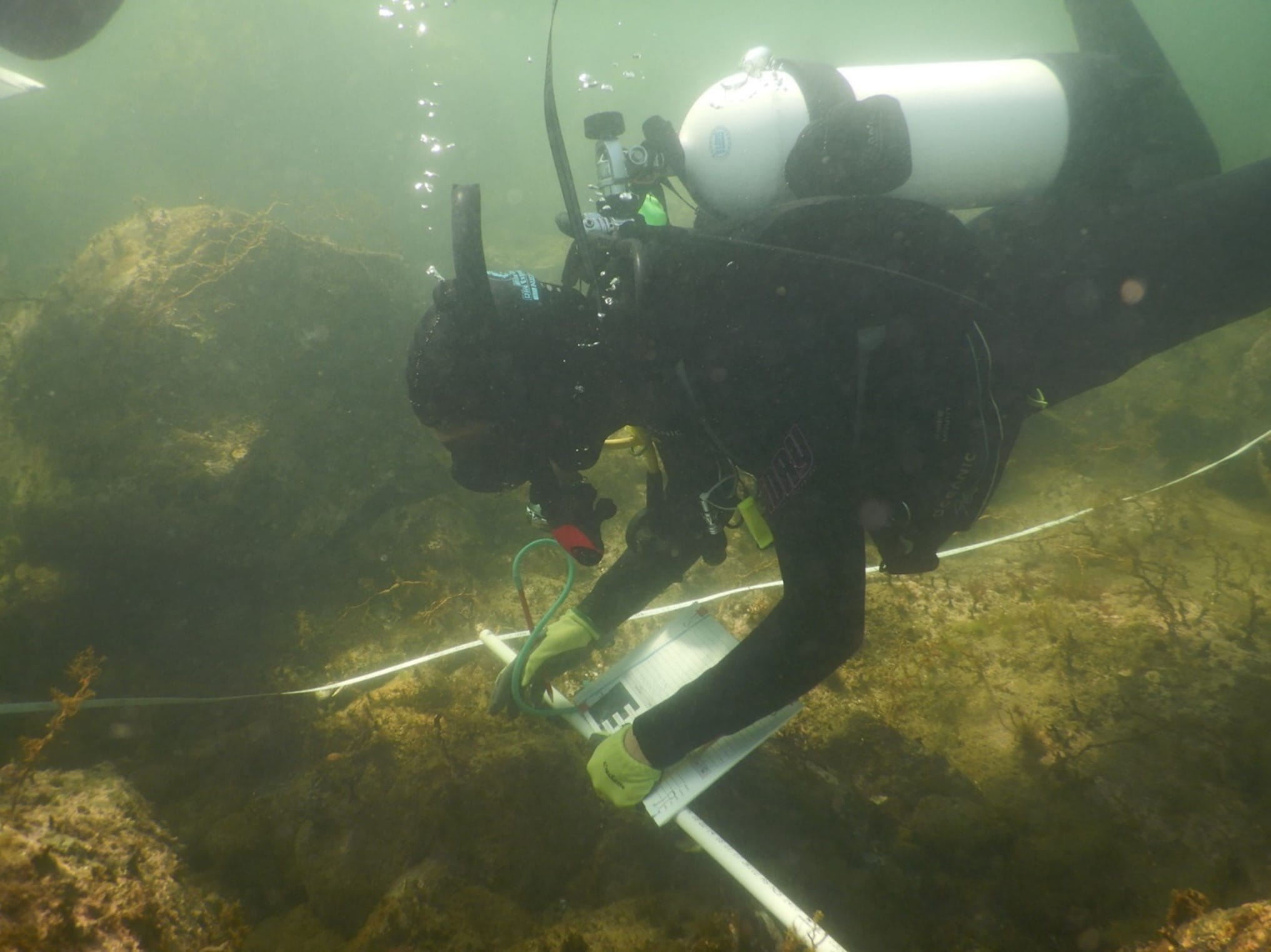 A diver underwater surveys the urchin barrens. 