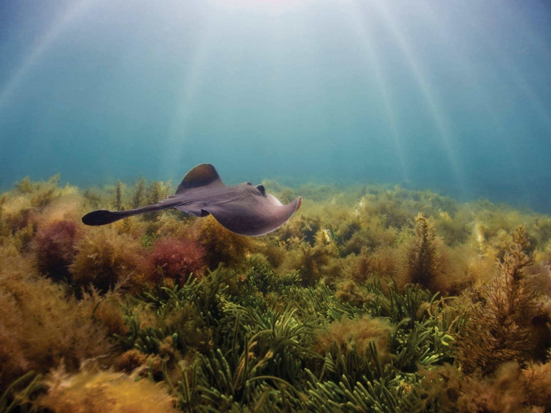 A  dark coloured stingray glides over a waterscape with golden kelp. 