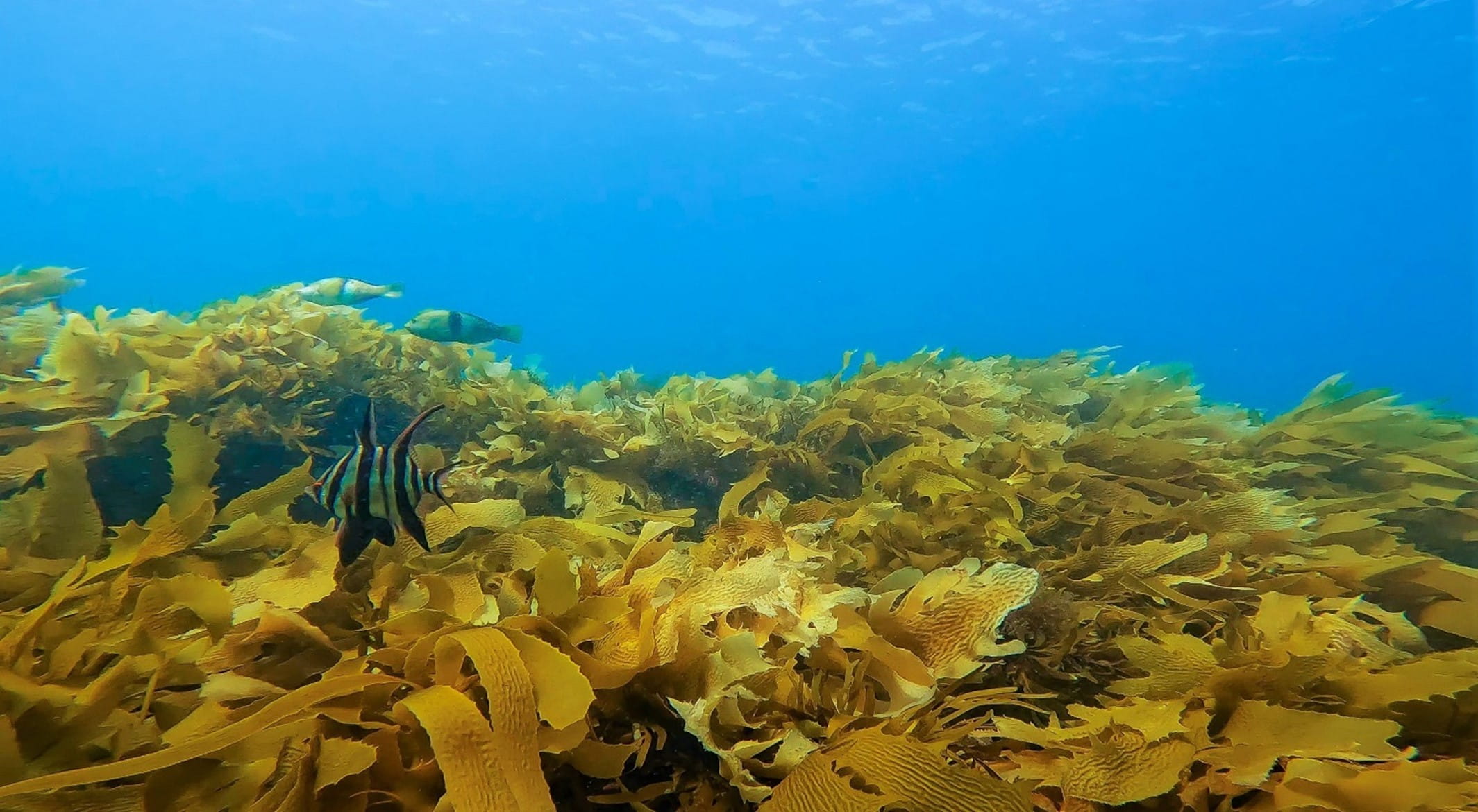 A stunning view of golden kelp drifiting in the picture, with brigth blue water above it. An black and white fish known as an "old wife" darts between the fronds. 