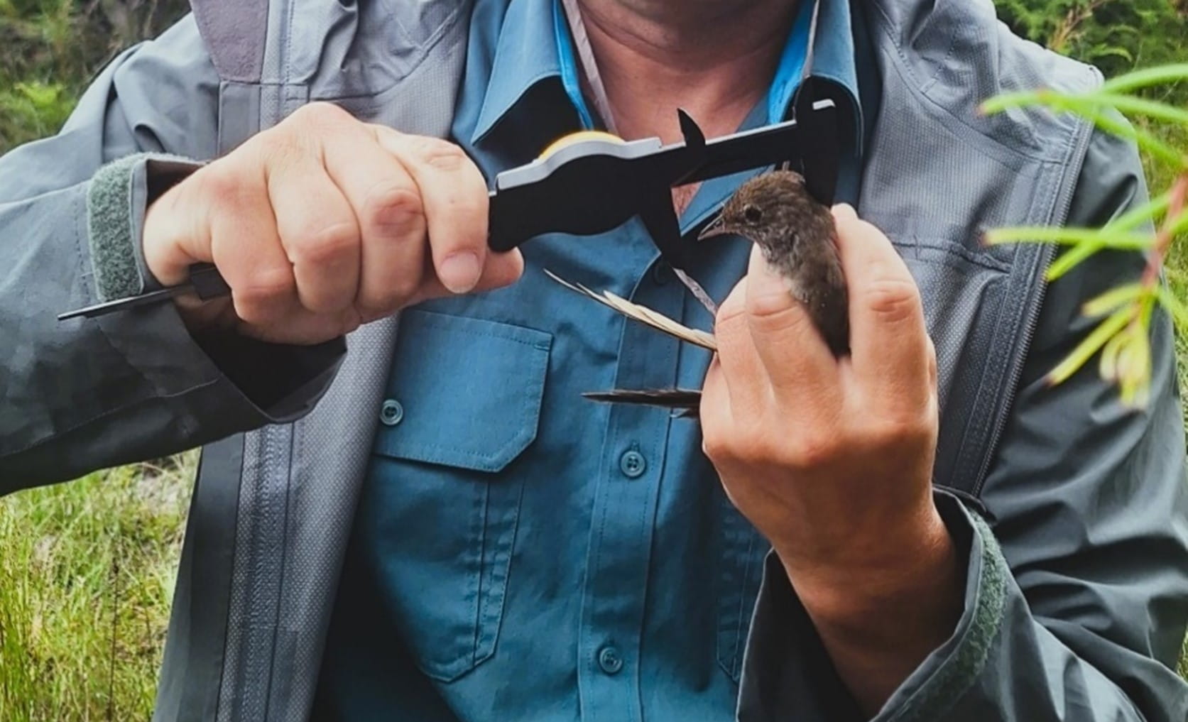 Mark Antos measures a bristlebird by hand,