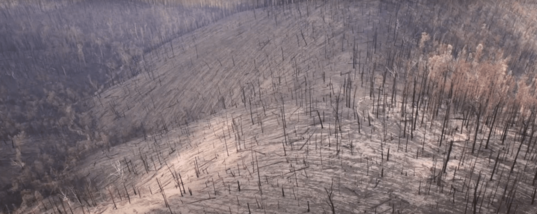 A devestating image of a burnt aerial view, with black trees jutting from a charcoal covered ground can be seen from a helicopter.