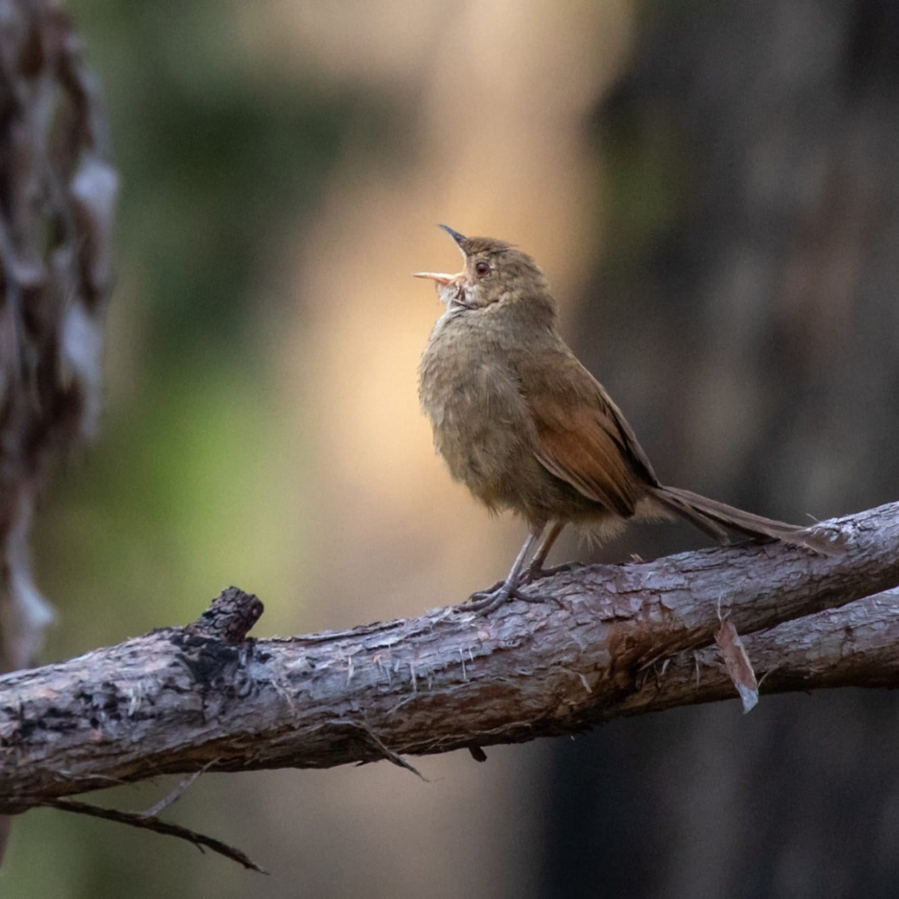 An Eastern Bristlebird is belting out an absolute tune whilst standing atop of a branch.