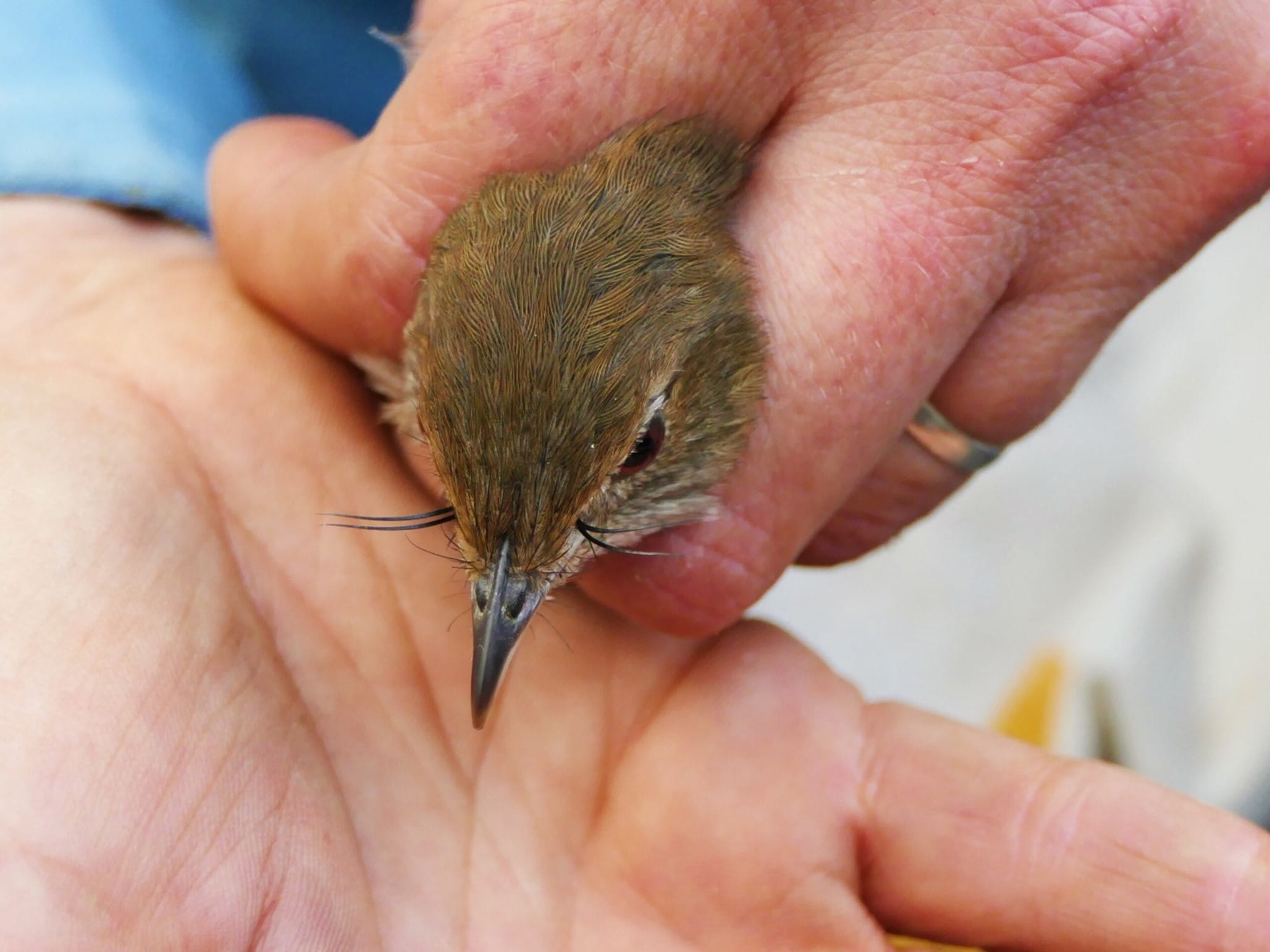 An eastern bristlebird is held in the hand of someone inspecting it.