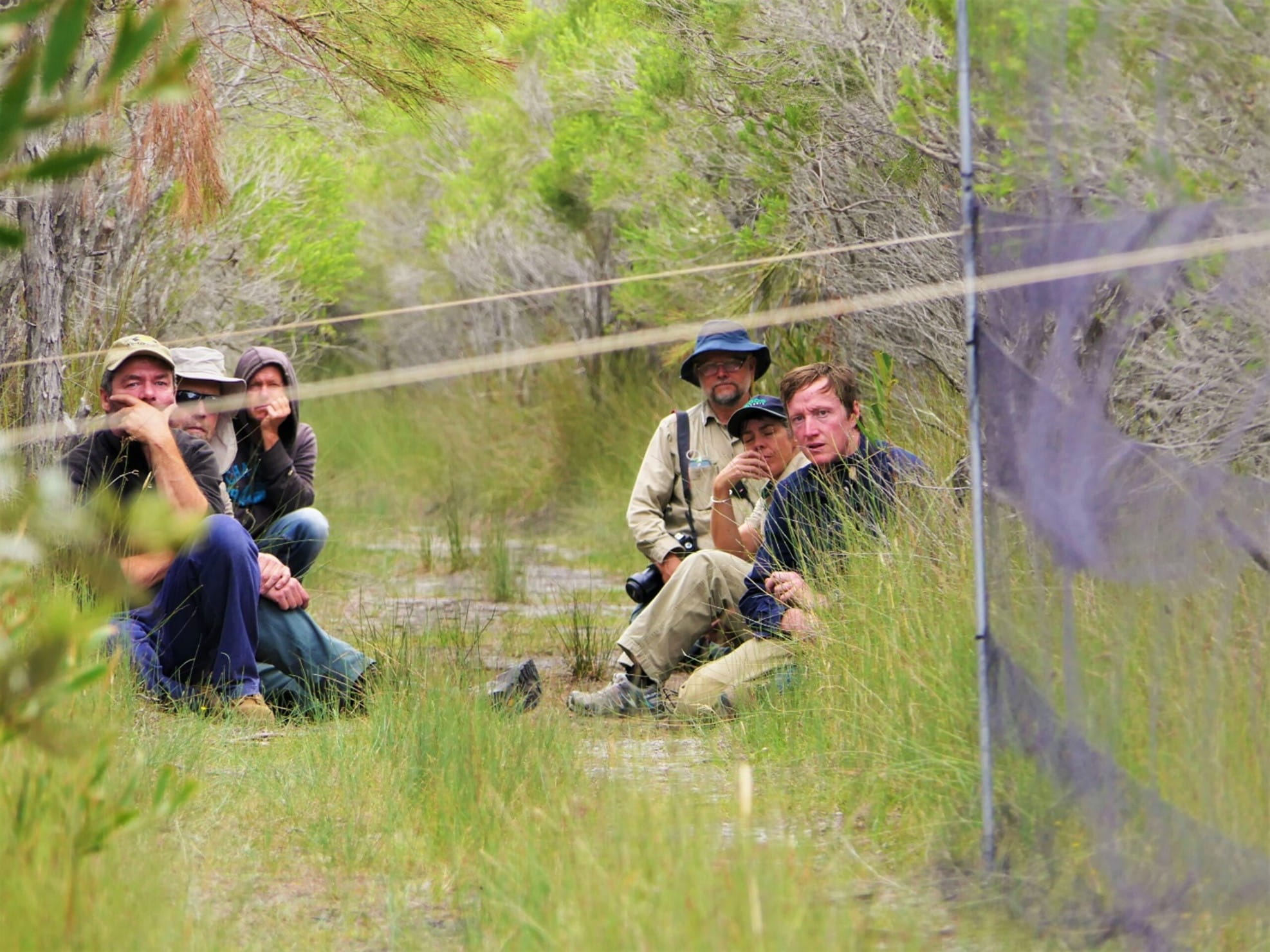Scientists are setting up the mist net and are waiting anxiously for birds to fly into it.