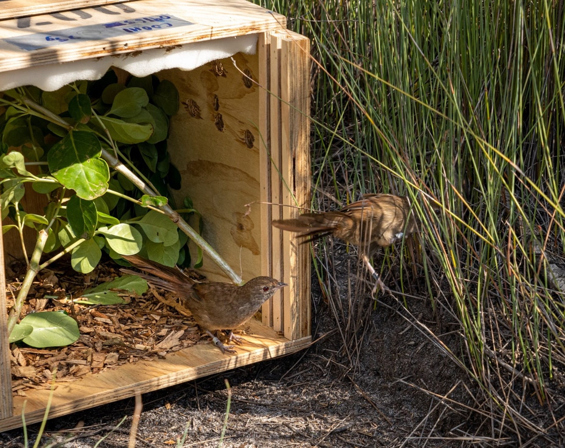 A pair of Bristlebirds leave their wooden crate and explore the unknown green void