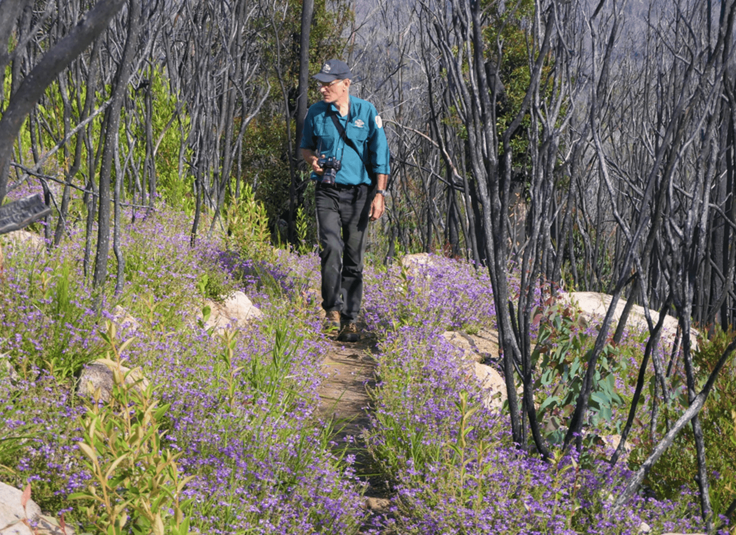 Mark norman walks down a path that was affected by the Black Summer bushfires, with vegetation recovering.