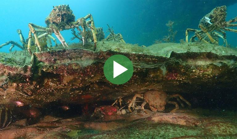 Underwater view of spider crabs with video play icon overlay