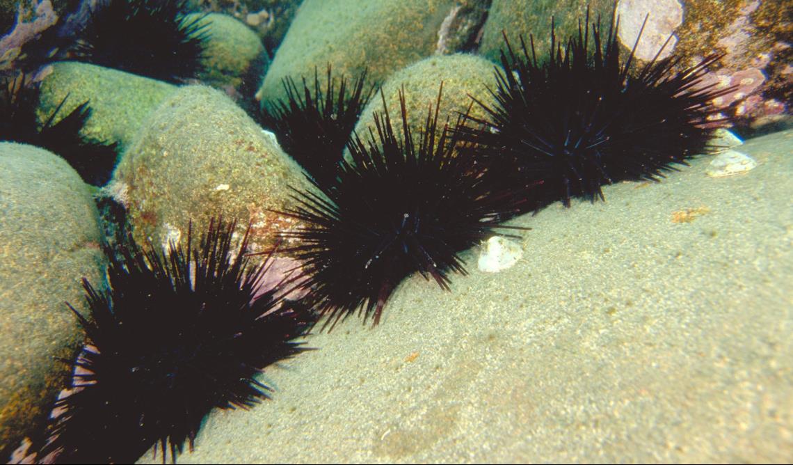 Underwater view of a group of sea urchins on rocks