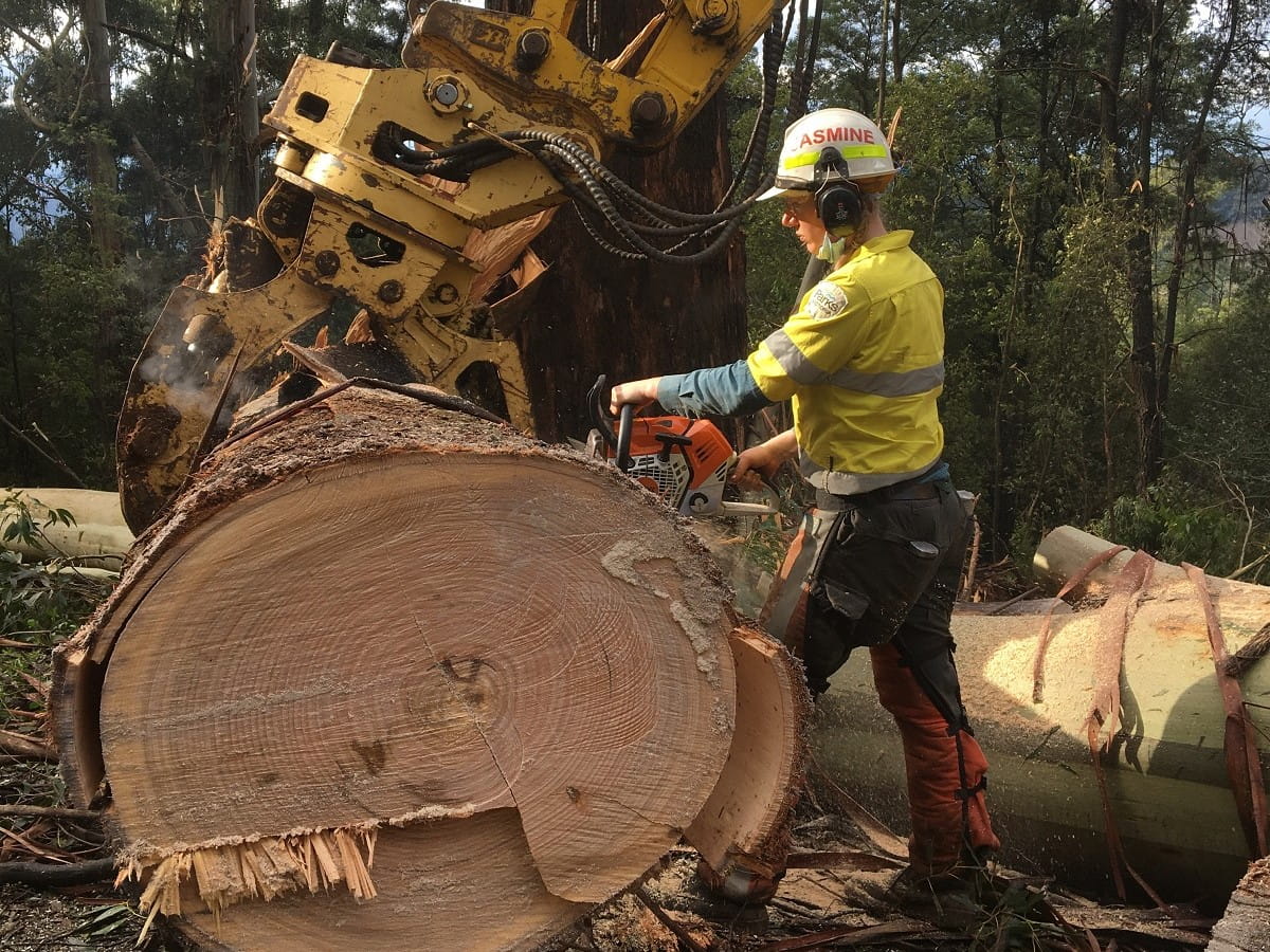 Parks Victoria ranger Jasmine Mace uses a chainsaw to clear a fallen tree