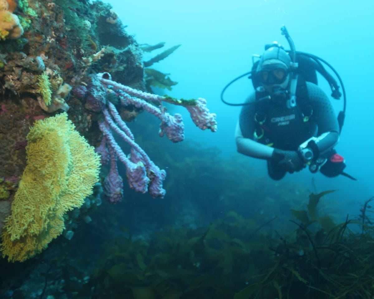Parks Victoria Marine Diving Officer Leah Dixon underwater in full scuba diving gear swimming by a coral outcrop at Wilsons Prom 