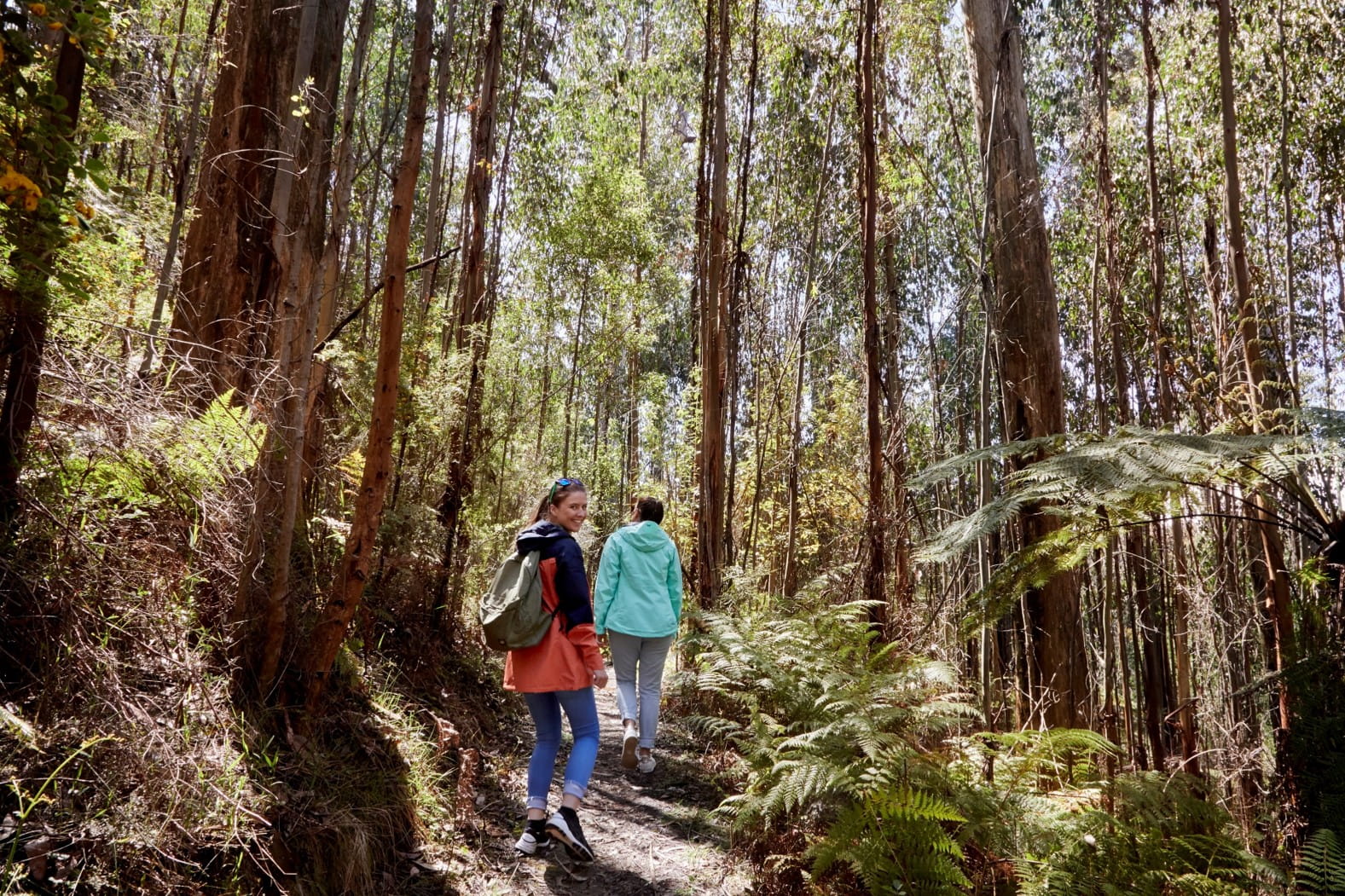 Walk in regenerating forest