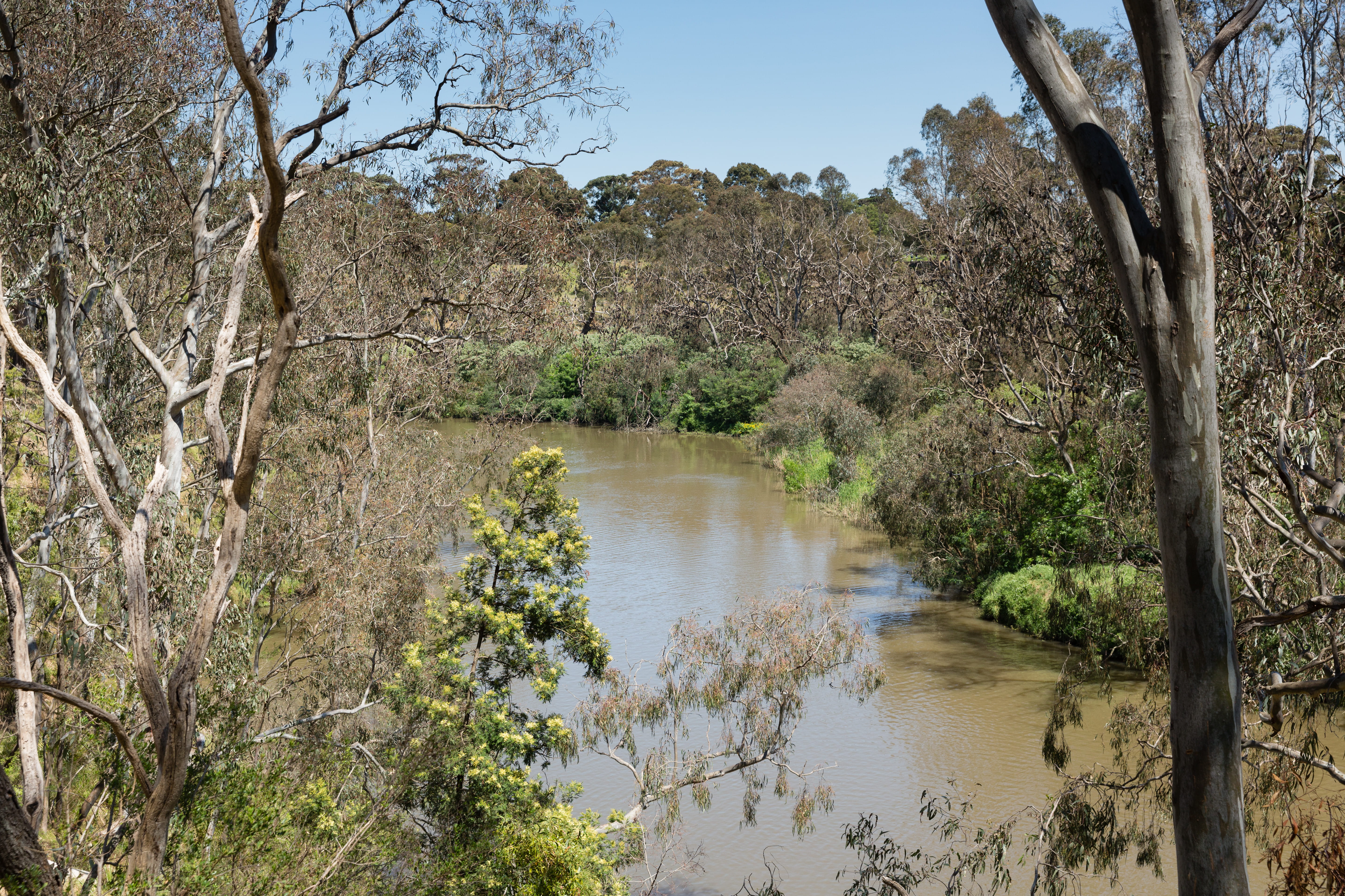 Birdseye view of the Yarra River, native vegetation on both sides.  The weather is sunny with blue sky.