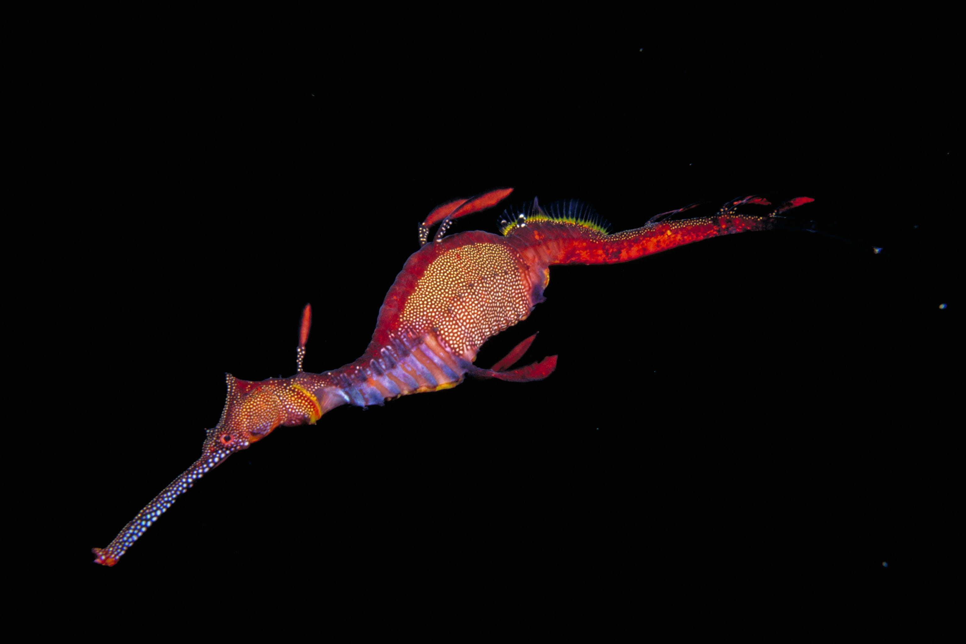 Weedy Seadragon Flinders Pier