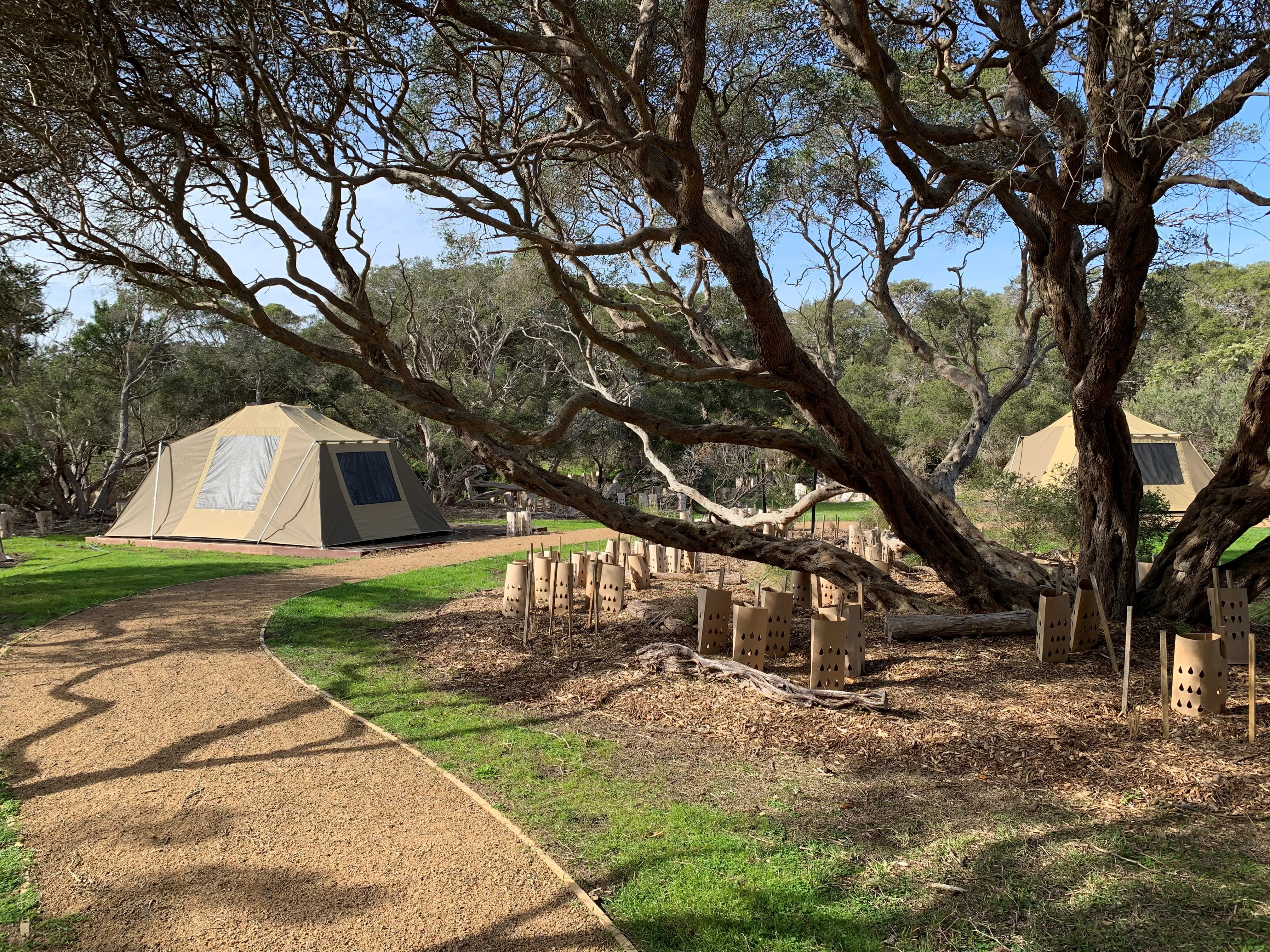 A winding gravel path leads to a beige canvas tent, which is sitting under the shade of trees with low, twisting branches. 