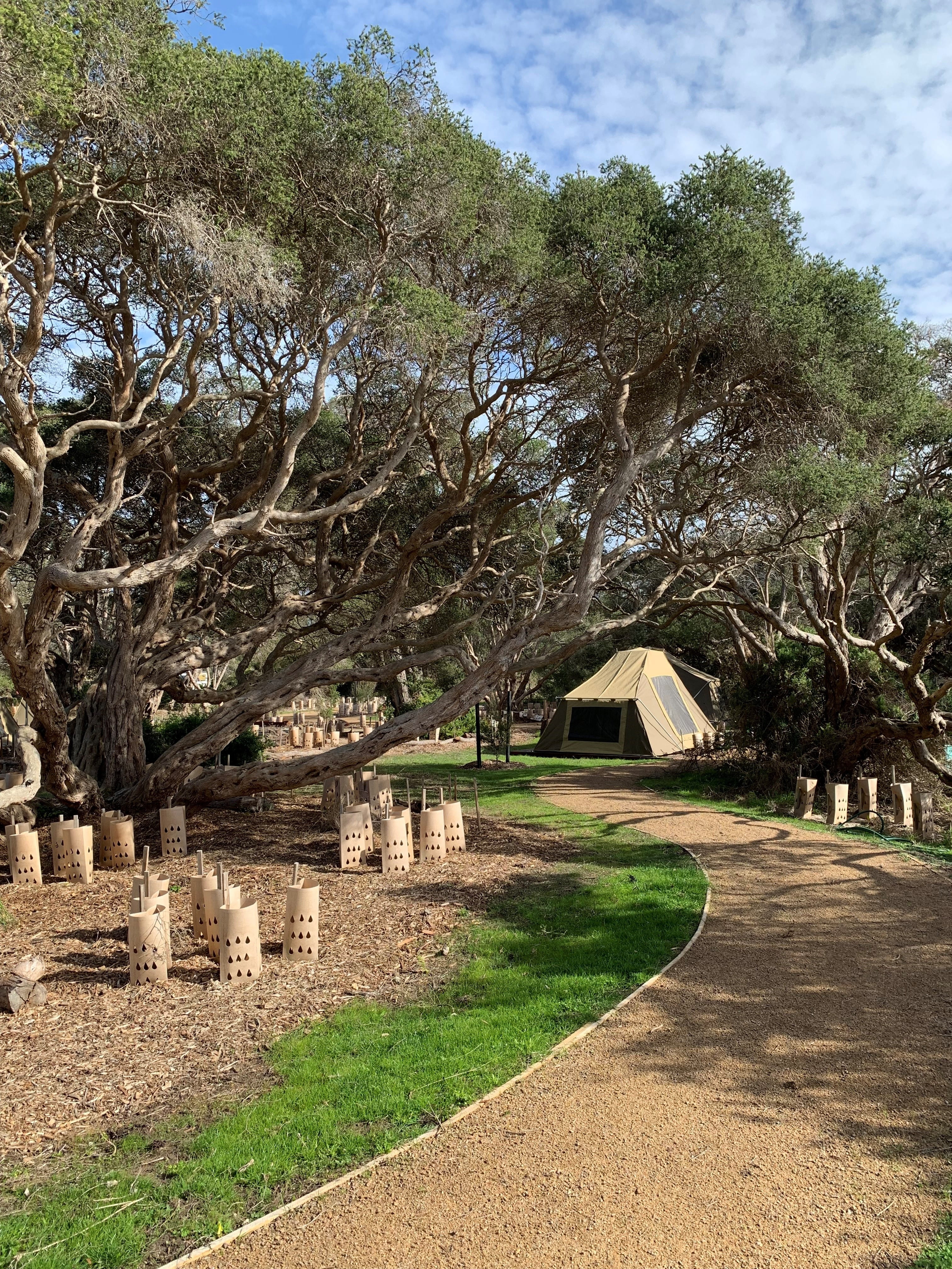 A winding gravel path leads to a beige canvas tent, which is sitting under the shade of trees with low, twisting branches. 