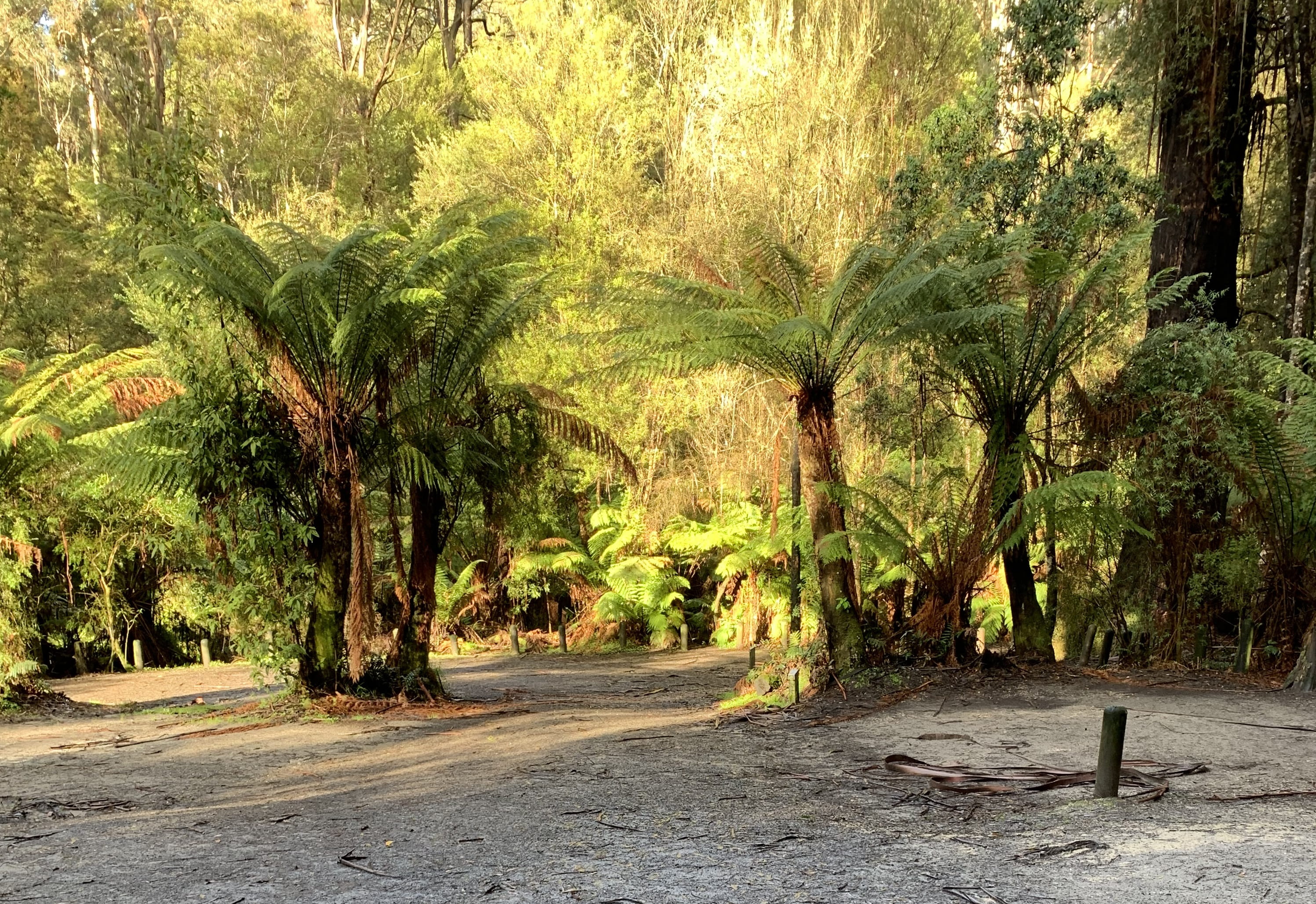Gravel campground with ferny forest in background