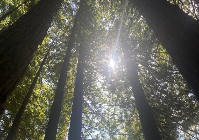A view of the Redwoods Forest in East Warburton