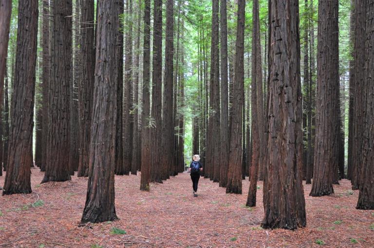 A blonde girl in black clothes walks among a tall forest of Coast Redwood trees.