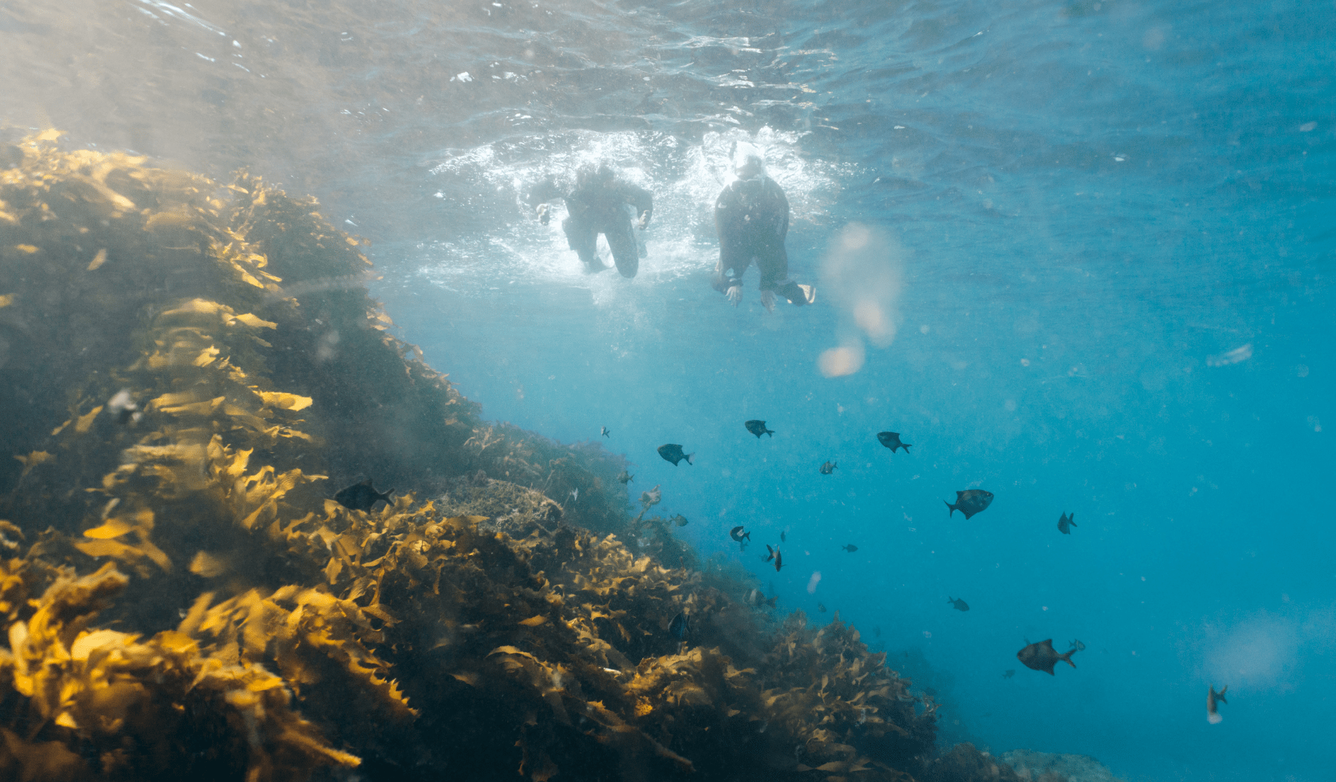 People snorkeling at Port Phillip Heads National Marine Park
