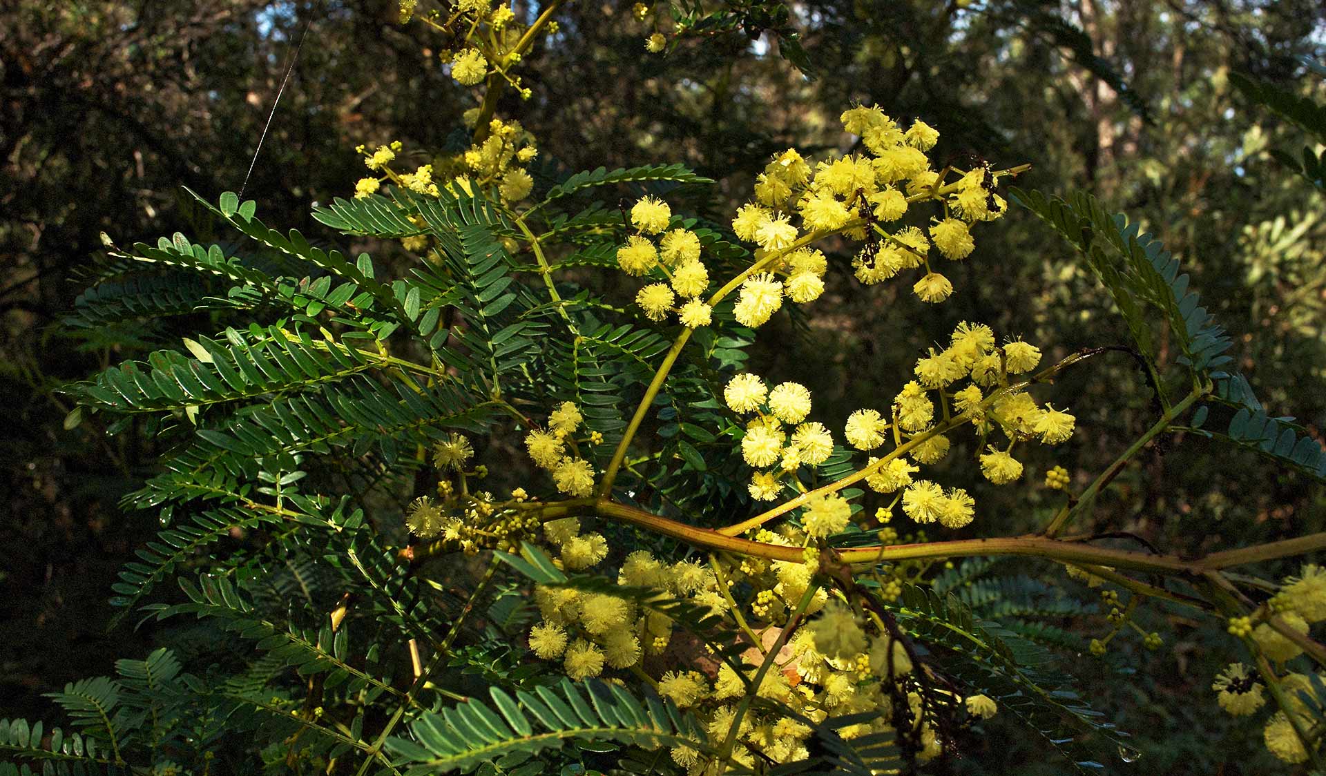 A close up photo of wattle blooming among bush