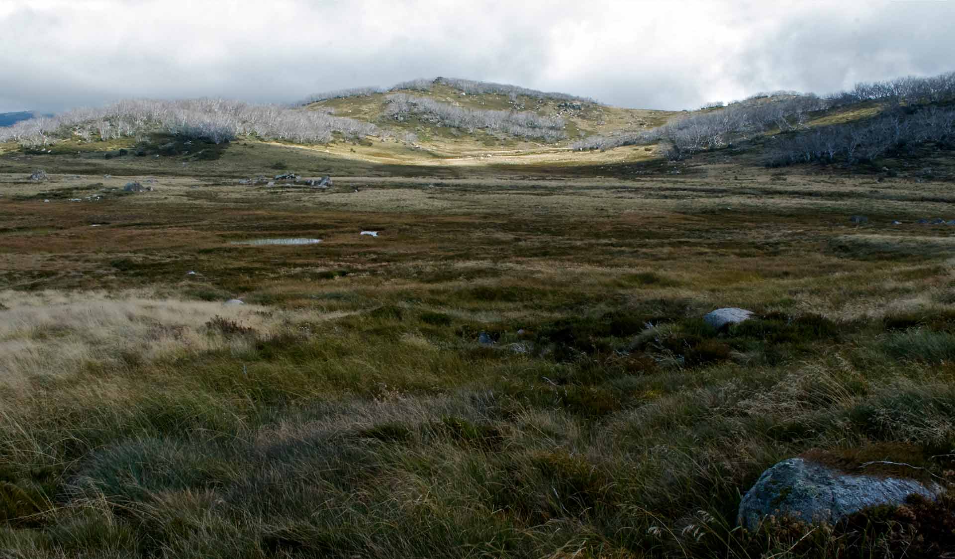 Alpine ecosystem, Falls Creek, Alpine National Park