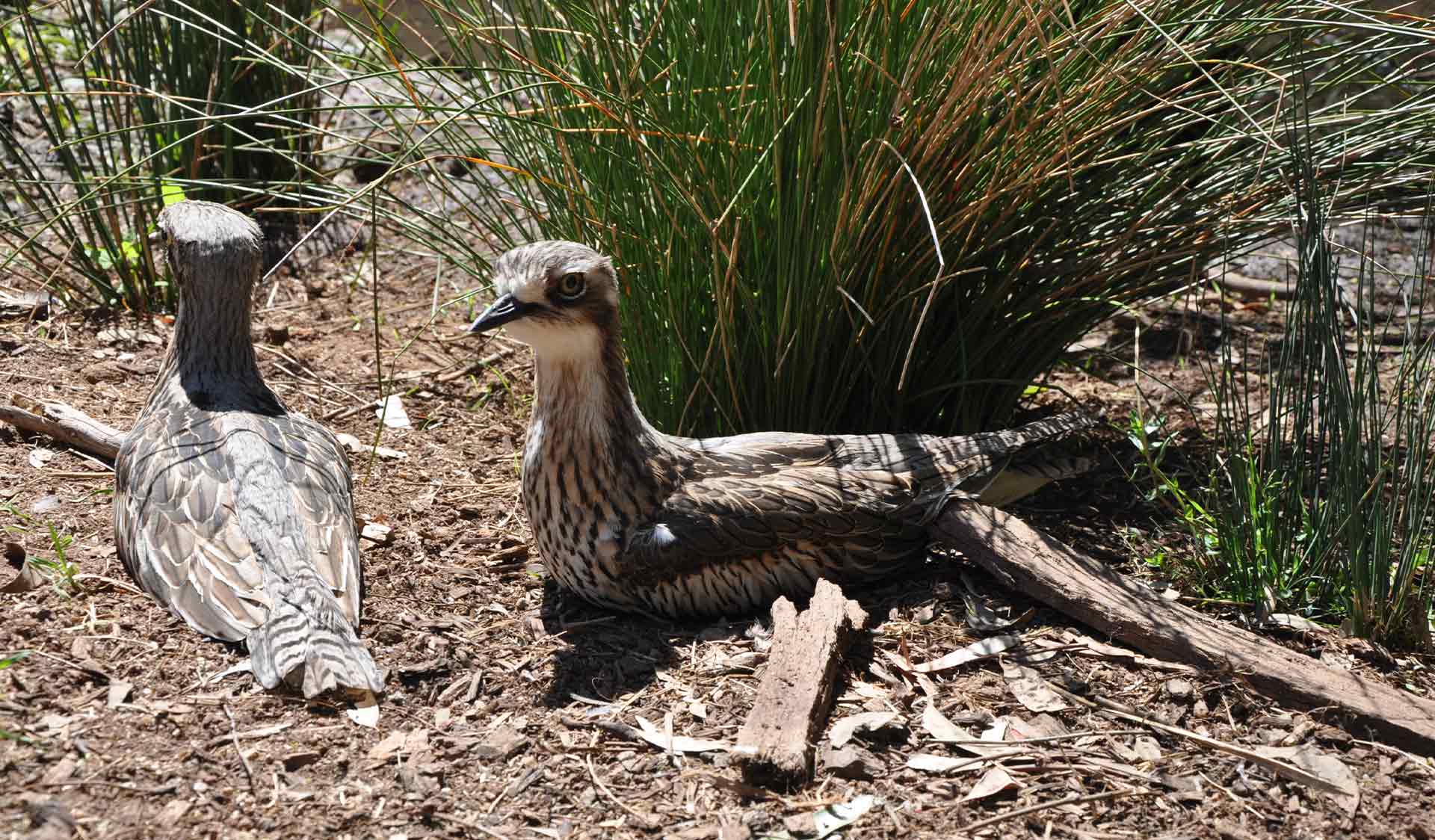 An Eastern Curlew sits on the ground next to a bush.