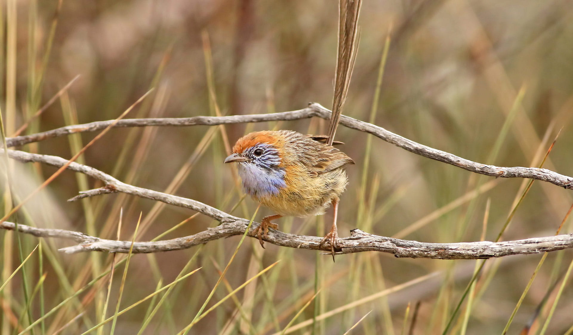 An Emu Wren commonly found in Victoria's Mallee region.