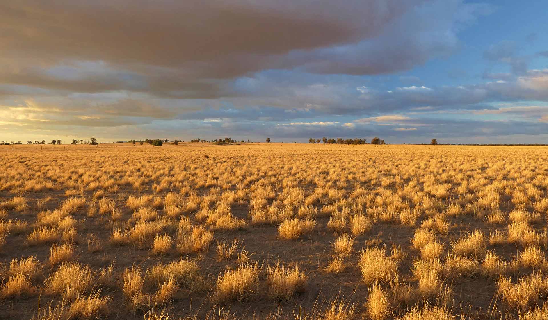 Grasslands and cloudy sky in the early evening