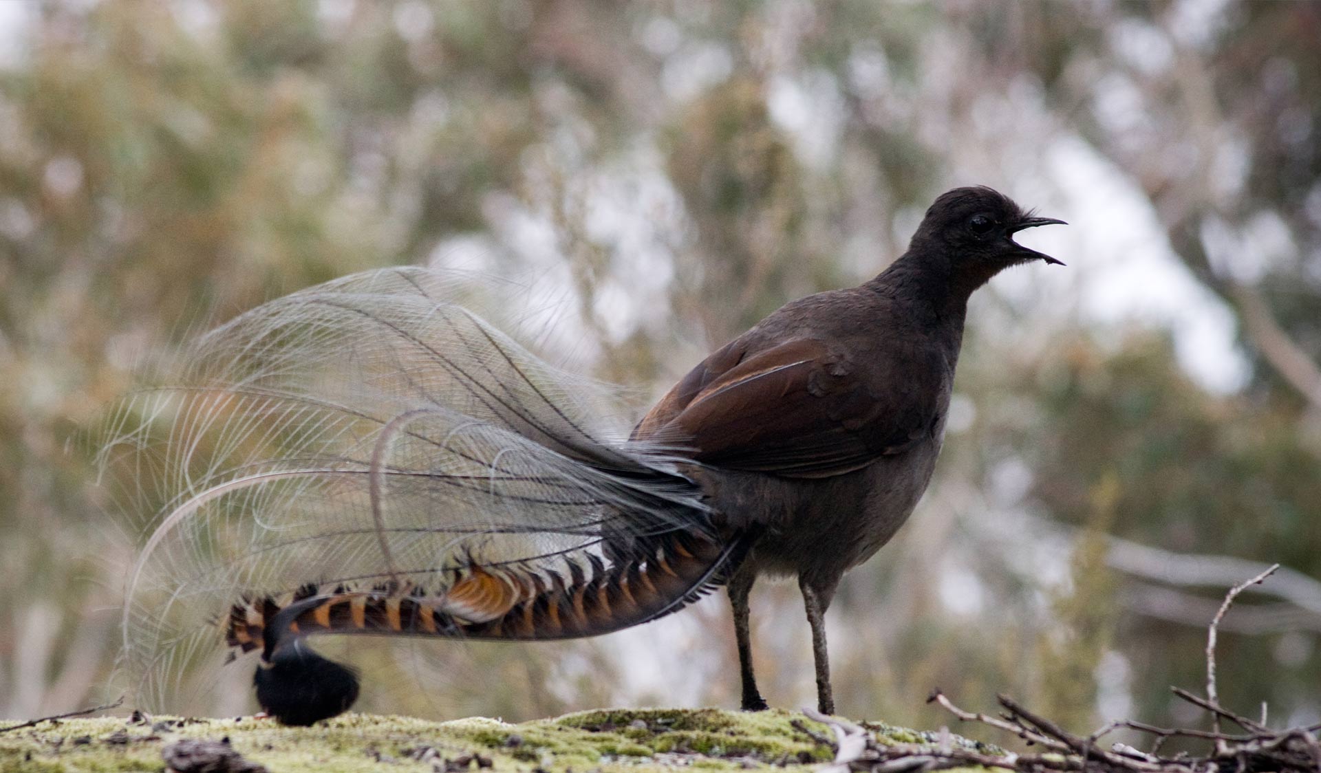 The superb Lyrebird