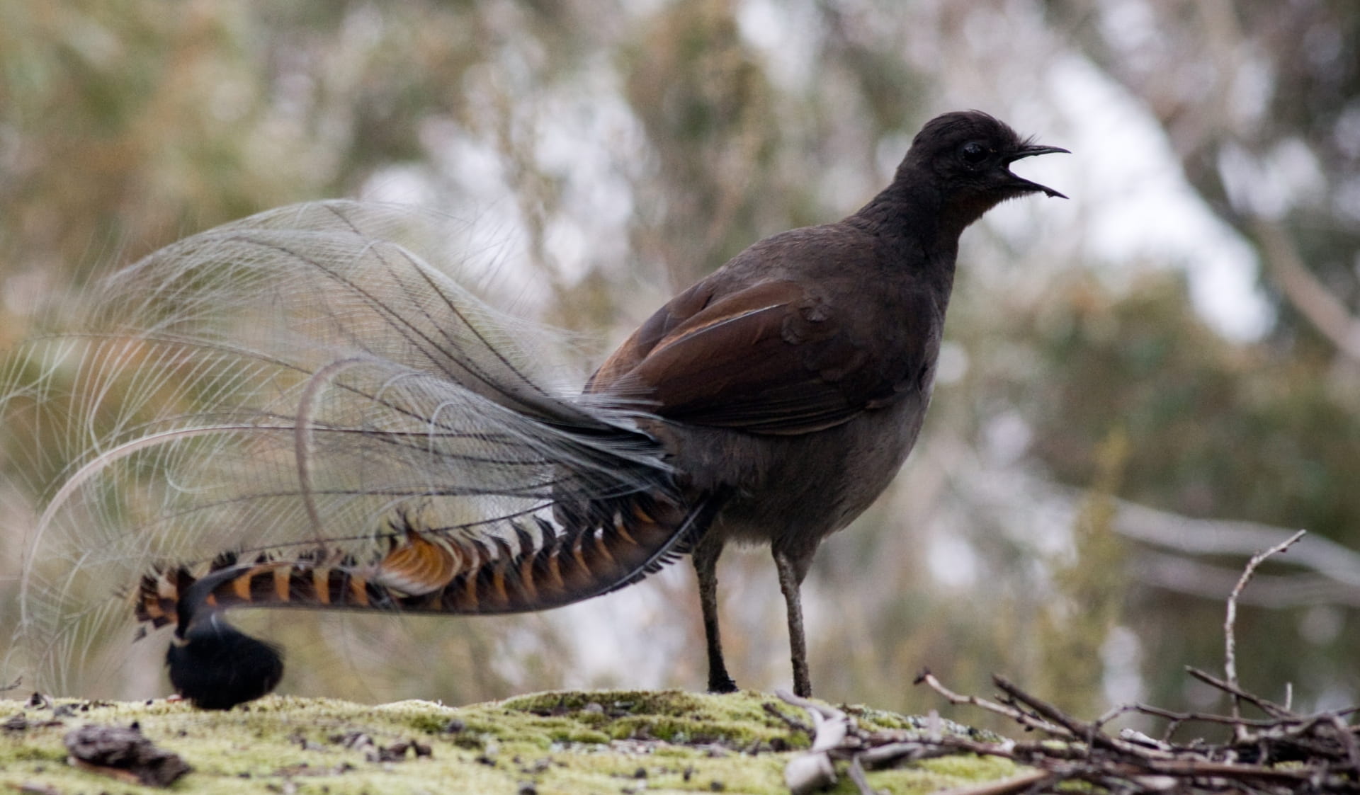 A lyrebird stands on the forest floor with its beak open.