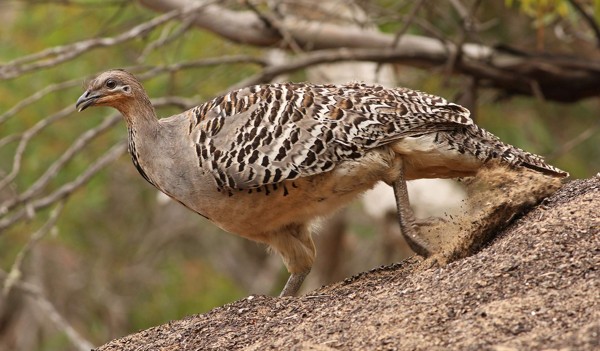 A Malleefowl, endemic to Victoria's Mallee region.