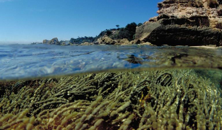 Half-underwater photo featuring Neptune's necklace and a rocky shore