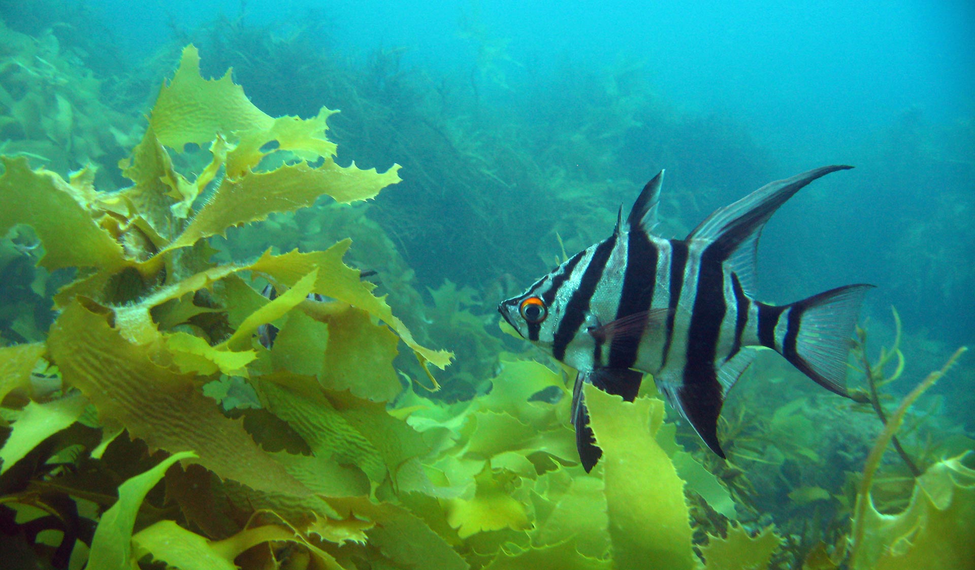 Enoplosus armatus, commonly known as the old wife, is a species of perciform fish endemic to the temperate coastal waters of Australia.