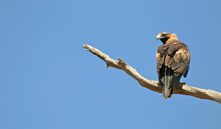 A wedged tailed eagle sits in the branch of a dead eucalypt.
