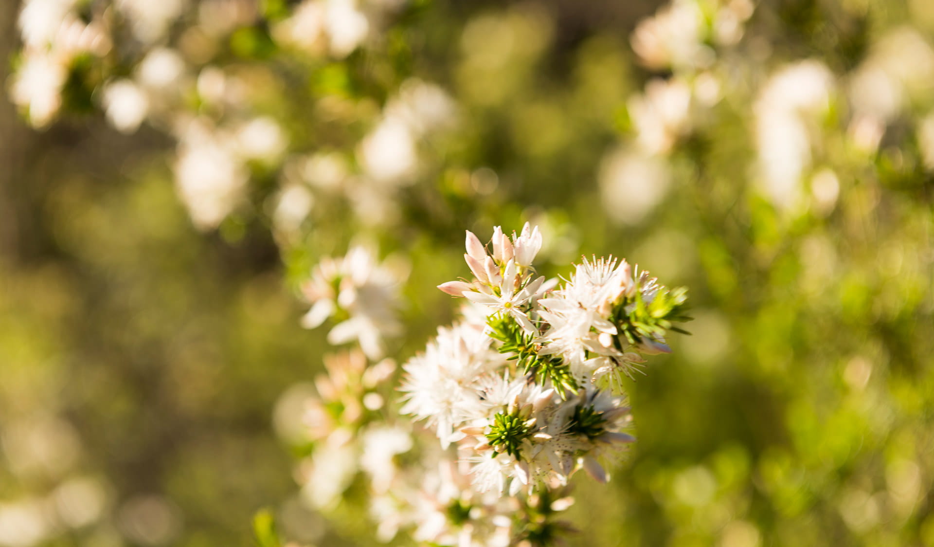 Wildflowers in the Grampians National Park.