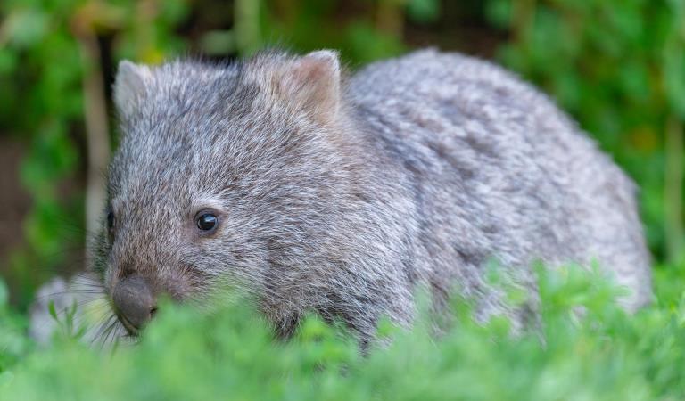 A wombat in long grass.