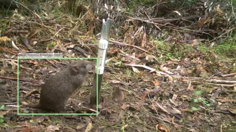 A long-nosed potoroo in a park. There is a green frame around it in the image.
