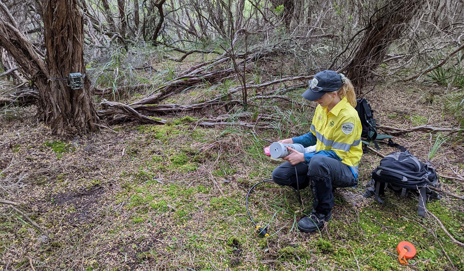 A ranger fixes a camera trap to a tree in a rugged bushland environment.