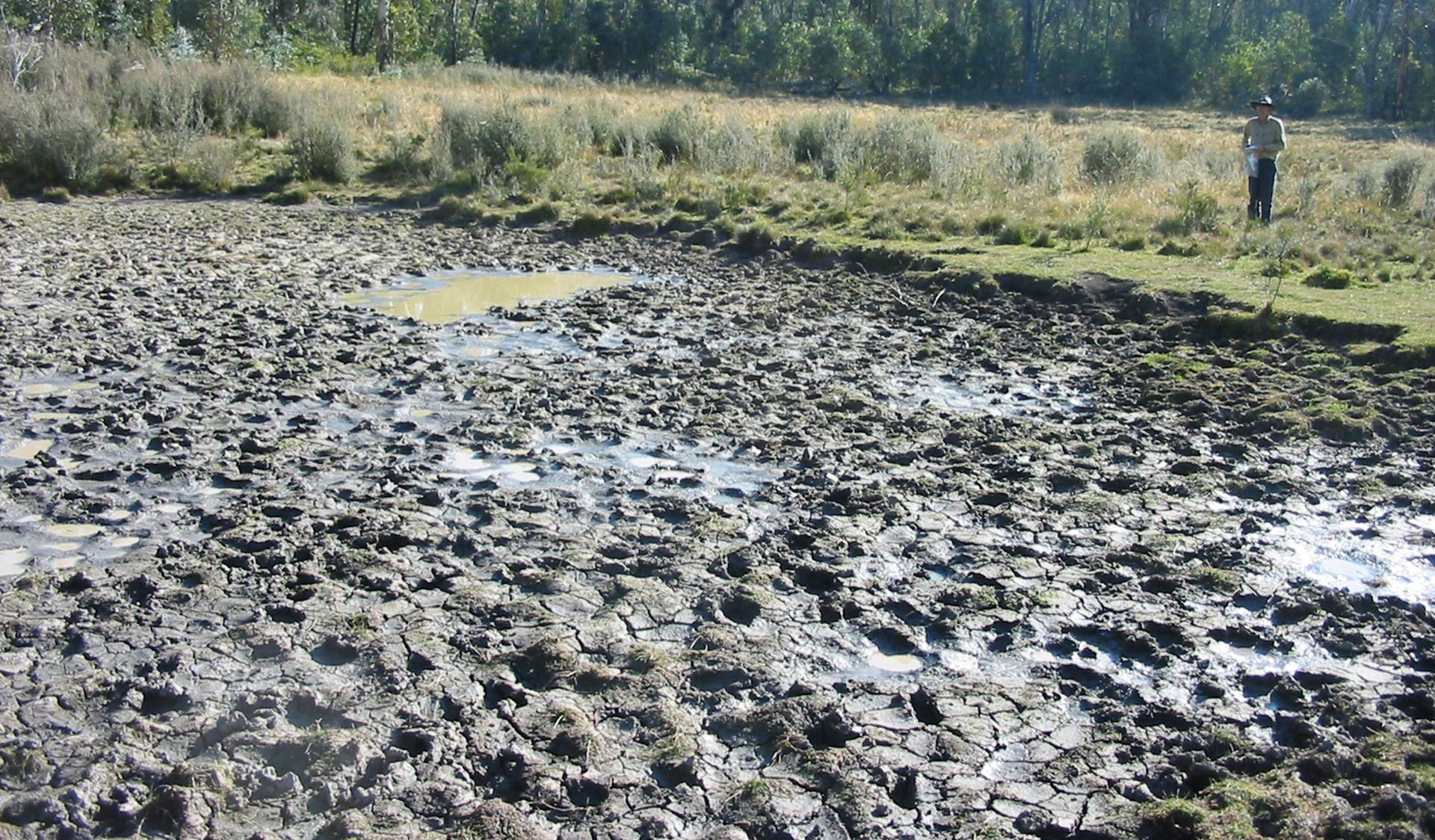 Evidence of feral horse trampling native vegetation, Alpine National Park